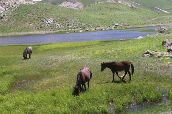 Berwar Bölgesi Xerdalanıs Gölü (2)