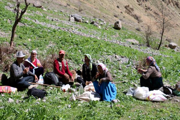 Kırıkdağ Köyü Oledirî Vadisi Pancar Toplama