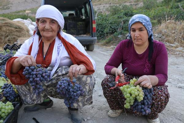 kadınlar üzüm topluyor