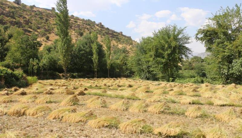 Narlı köyü pirinç hasadı (1)