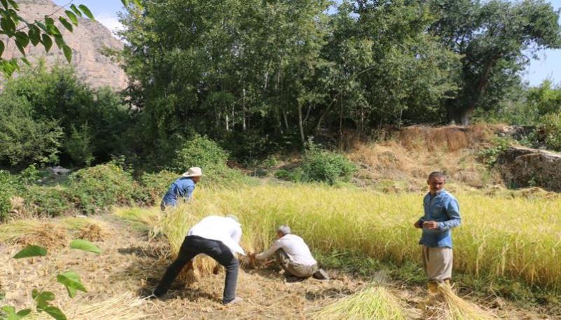 Narlı köyü pirinç hasadı (3)