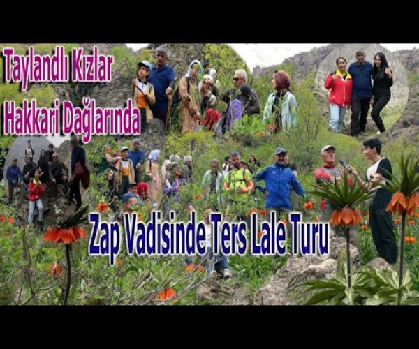 Zap Vadisi / Ters Lale Turu [ 2022 © ]