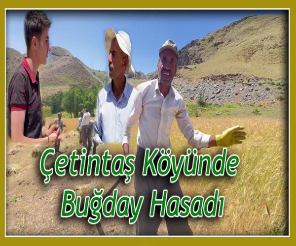 Çetintaş Köyünde Buğday Hasadı [ 2022 © ]