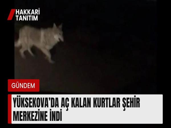 Yüksekova’da aç kalan kurtlar şehir merkezine indi