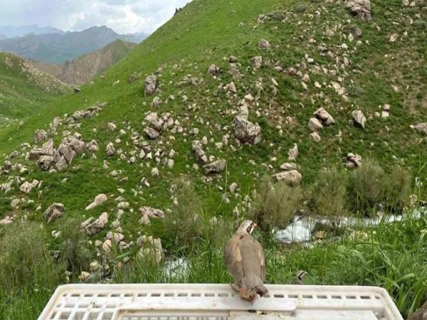 Hakkari'de 650 kınalı keklik doğaya salındı